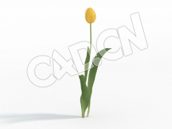C4D黄色郁金香模型 Tulipa_D