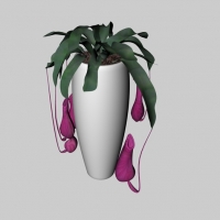 盆景花卉C4D模型 Bonsai flowers 012144