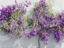 C4D爬藤花卉三角花模型 Bougainvillea glabra 3d model