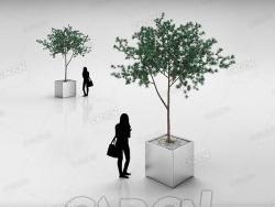 钢盆中松树C4D模型