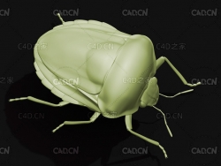 臭虫条纹盾虫昆虫C4D模型 striped shield bug
