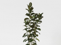 CINEMA 4D室内绿植：现代绿色花盆中的茂密榕树密集叶片和纤细树干照片级真实3D室内植