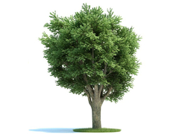 大树 榆树C4D模型 ulmus campestris 3d model