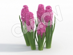 C4D紫色风信子模型 Hyacinthus_K