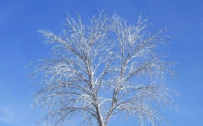 冬季积雪树木C4D模型 Winter snow tree 3D model
