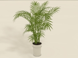 办公室装饰植物C4D模型 Areca Palm plant pot 3D Model
