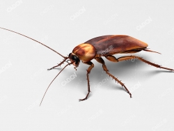 蟑螂C4D模型roach
