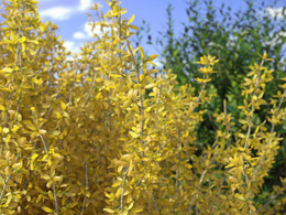 10个迎春花 连翘3D模型 VIZPARK – Forsythia Bushes: Set of 10 3D-Shrubs