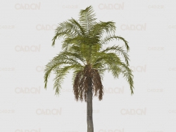 棕榈树C4D模型 Queen Palm Tree 3D Model