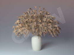 C4D插花植物潘帕斯草模型 Cinema 4D 3D Model Pampas House Plant
