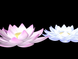 莲花C4D动画模型 lotus 3d model