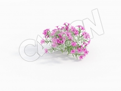 C4D粉红色福禄考花卉模型 Phlox_C