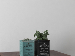 桌台装饰品：铁盒里的植物薄荷