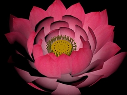 荷花C4D模型 Lotus 3d model