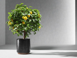 柠檬树盆景C4D模型 Lemon Tree