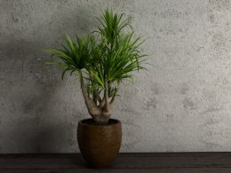 室内装饰植物 办公室景观植物盆景C4D模型 Landscape plant bonsai