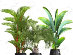 3盆室内热带景观植物散尾葵芭焦树盆栽绿植模型