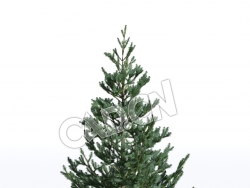 C4D白云杉松树塞尔维亚云杉树模型 Picea omorika 3d model