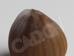 C4D带壳的榛子模型 Hazelnut