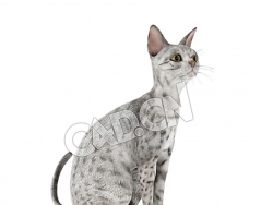 蹲地上的埃及猫宠物猫C4D模型
