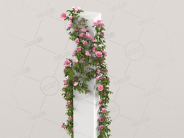 柱子上攀爬的粉红色蔷薇花C4D模型Roses - Climbing - 2.08 m - 01