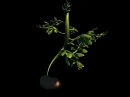 C4D豆芽生长动画工程 Bean sprout animation