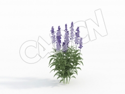 C4D紫色花草洋苏草模型 Salvia_G