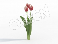 C4D红色白边郁金香模型Tulipa_G