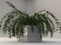 C4D盆景植物模型 Bonsai plants