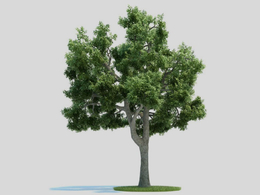 白蜡树 景观树C4D模型 Fraxinus