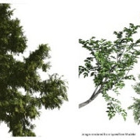 SpeedTree Cinema v7热门植物建模软件下载