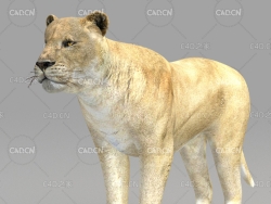 母狮子 lion