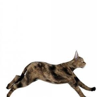 奔跑的猫3D模型 Cats 3D models