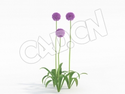 C4D三株大葱花模型 Allium_I