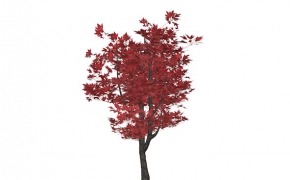 红枫树盆景C4D模型 red maple tree 3d model