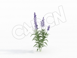 C4D鼠尾草南丹参花卉模型 Salvia_A