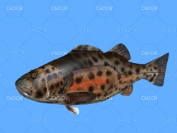 巨型鲈鱼C4D绑定动画模型 giant sea bass c4d model