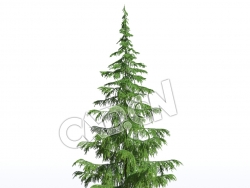 C4D松树雪松宝塔松模型 Cedrus deodara 3d model