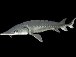 中华鲟大西洋鲟鱼C4D模型 Acipenser sinensis 3d model
