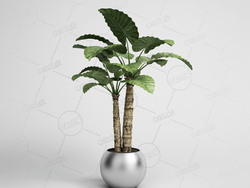 南方阔叶植物海芋滴水观音景观绿植盆栽模型下载