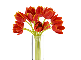 郁金香插花 花瓶C4D模型 Tulip flower arrangement