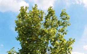 外景树木装饰3D模型合集