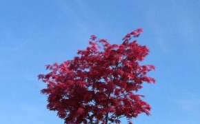 红叶景观树C4D模型 Landscape tree leaves 3D model