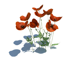 虞美人植物杂草模型下载Papaver rhoeas v3