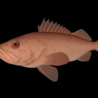 海洋鱼模型：菖鲉鱼3D模型 Bocaccio