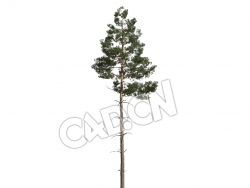 C4D苏格兰松樟子松松树模型 Pinus sylvestris 3d model