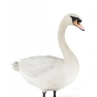 白天鹅3D模型 Swan 3D models