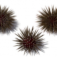 海洋植物：4个海胆C4D模型 Echinometra mathaei Mathaeus Sea Urchin