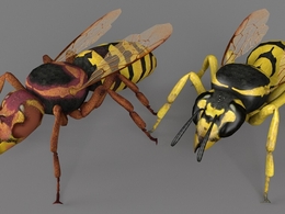 5种黄蜂C4D模型 Wasp 3d model