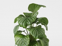 CINEMA 4D室内绿植：现代花盆中的茂盛竹芋鲜绿色花纹叶片细节精致的3D装饰室内植物模